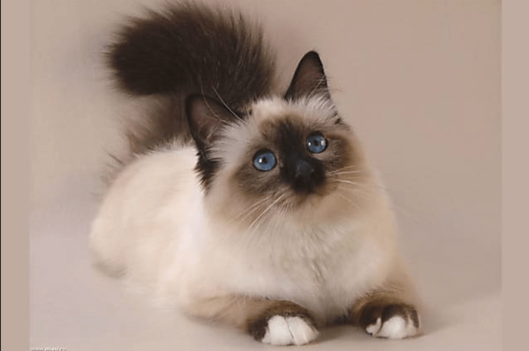 Балинезийская кошка