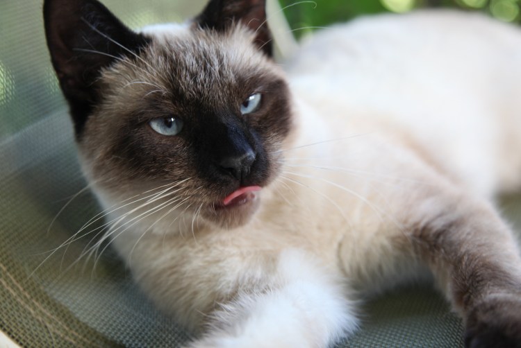 Балинезийская (Балинез, балийская)