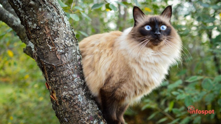 Балинезийская кошка