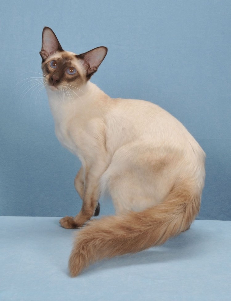 Балинезийская кошка