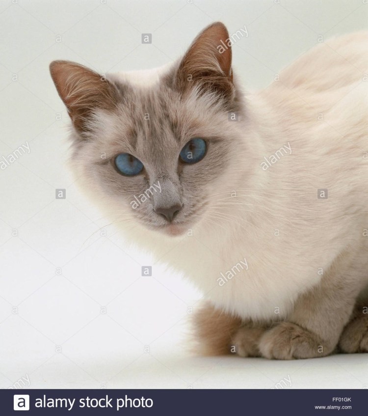 Балинезийская кошка похожие породы