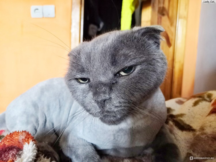 Стрижка кота шотландского вислоухого