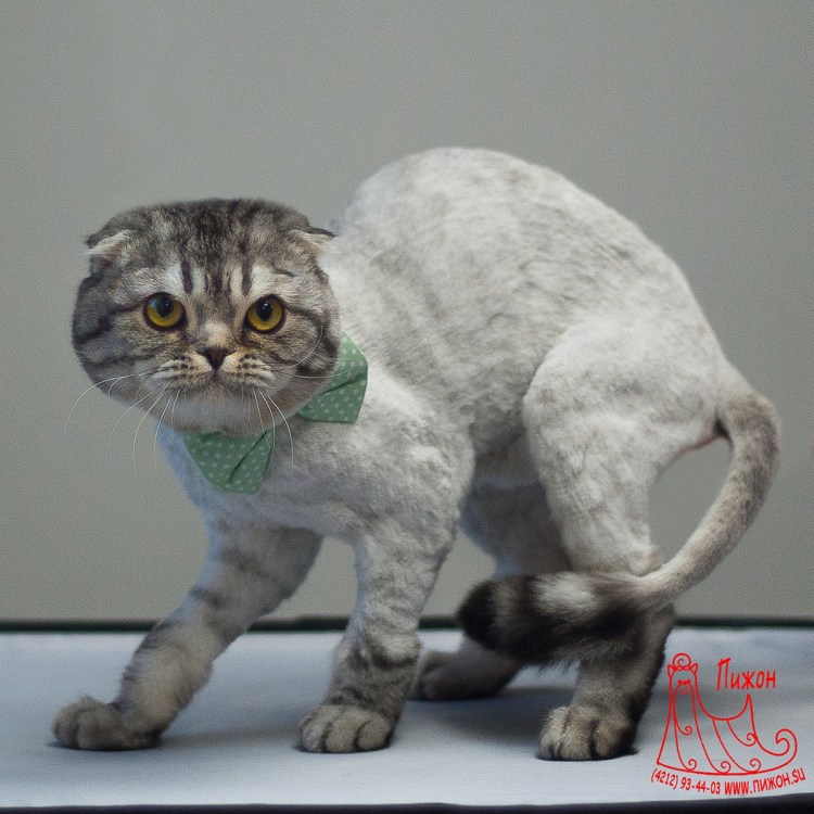 Стрижка кота шотландского вислоухого