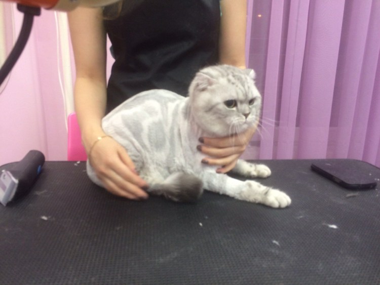 Стриженные кошки Шотландские прямоухие