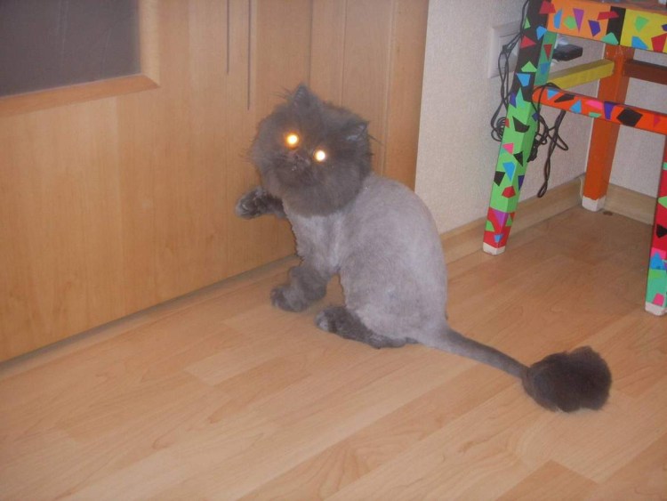 Стрижка шотландских кошек вислоухих