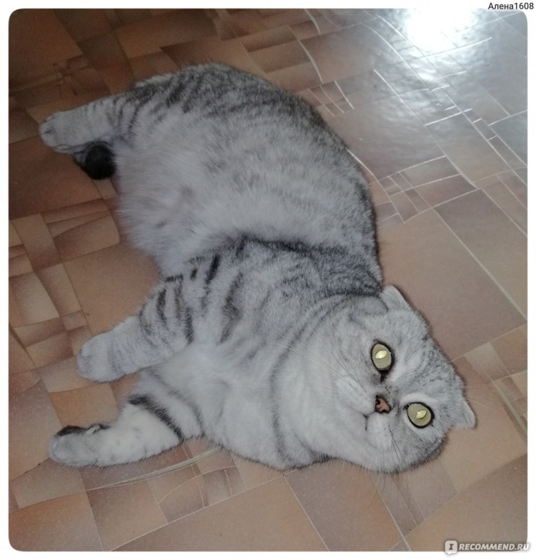 Подстриженный шотландский кот вислоухий