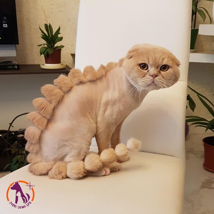 Модные стрижки котов