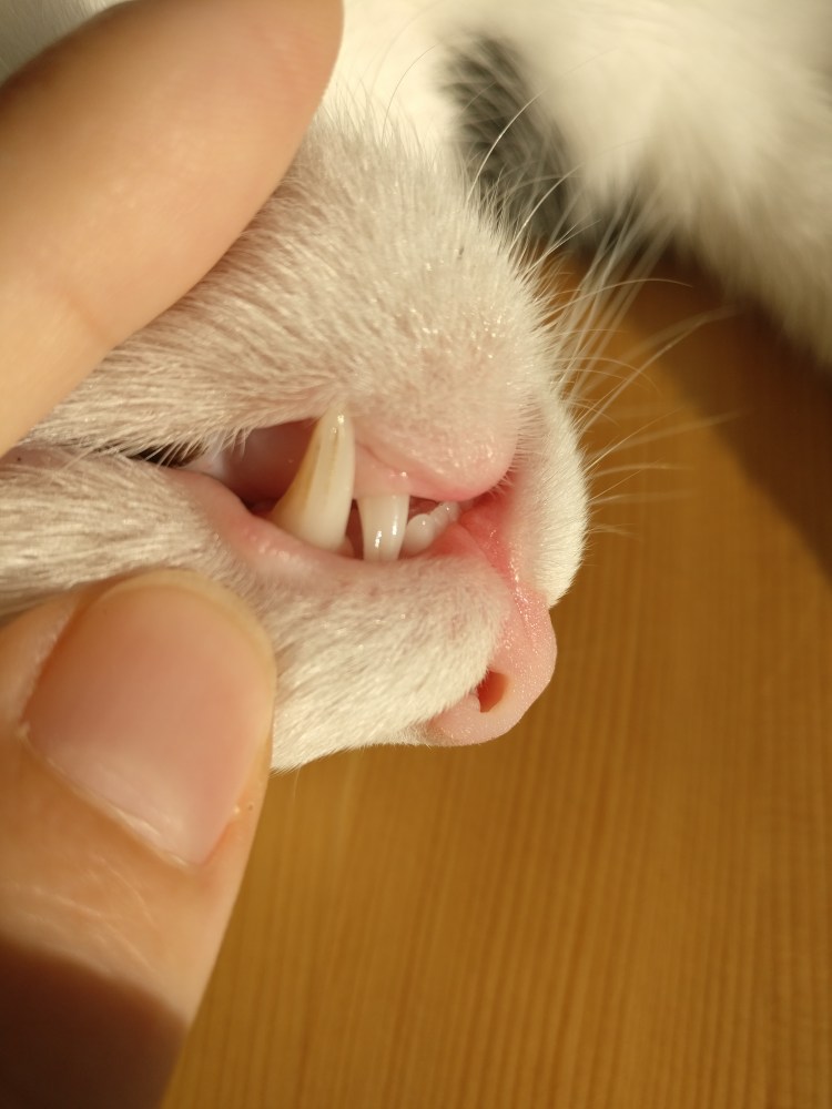 Маленькие кошачьи зубки