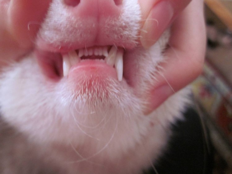 Кот застрял языком в шерсти