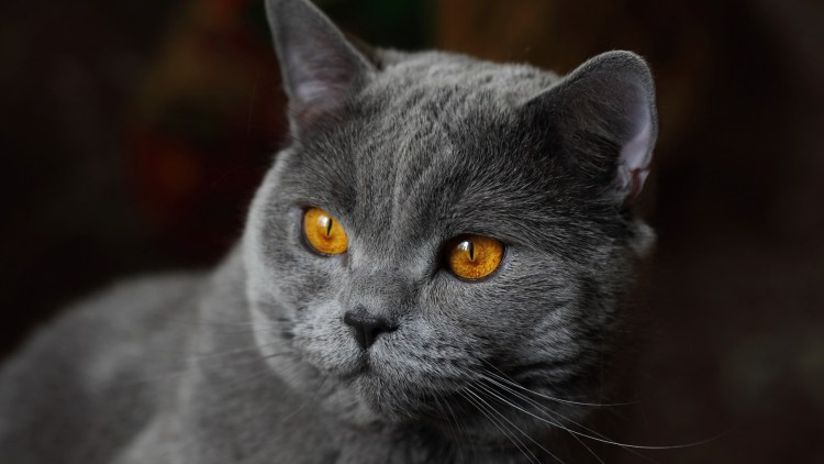 Британская кошка короткошерстная серая