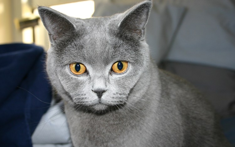 Корат шартрез Картезианская кошка