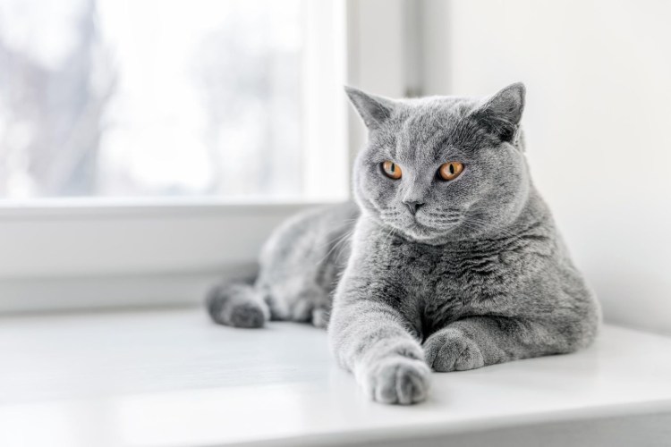 Британская короткошёрстная кошка серая с белым