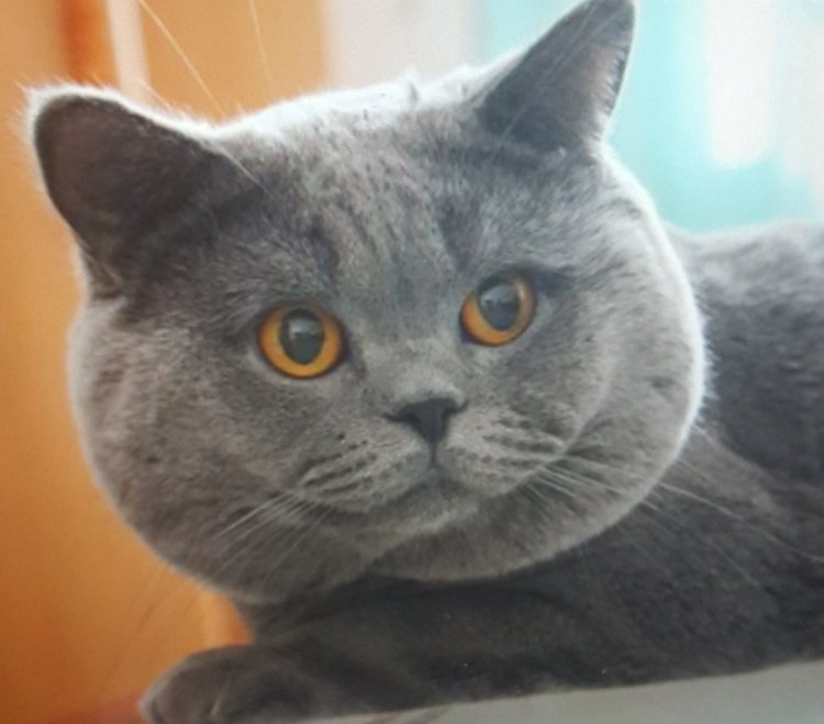 Британская короткошёрстная кошка