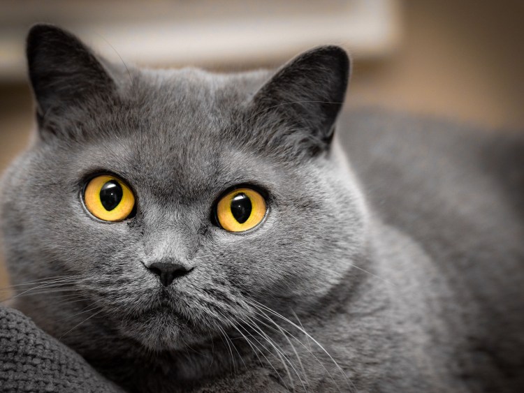 Кот по имени серый