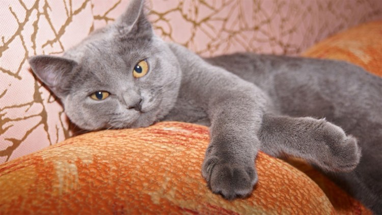 Кот британец пепельный