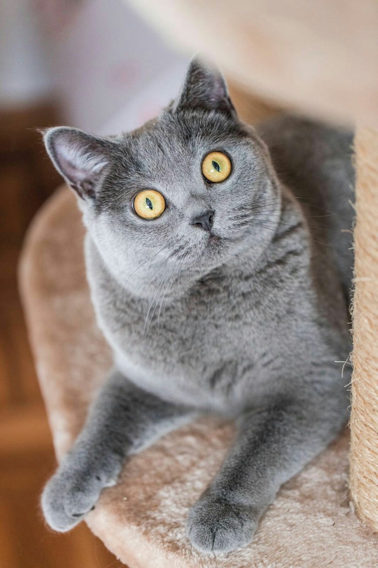 Британская короткошёрстная кошка