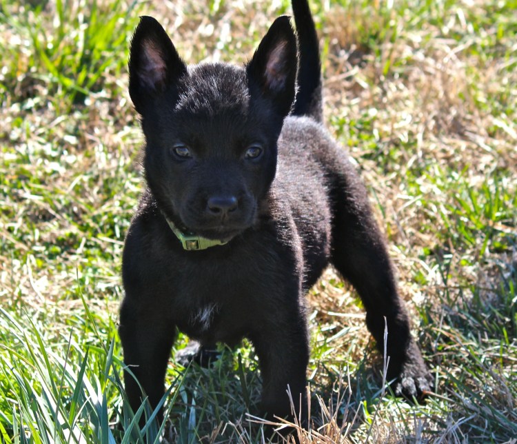 Лабрадор терьер