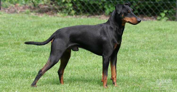 Щенки чихуа черные