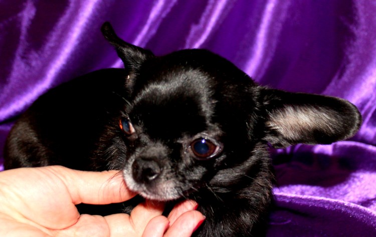 Чихуахуа черно подпалый