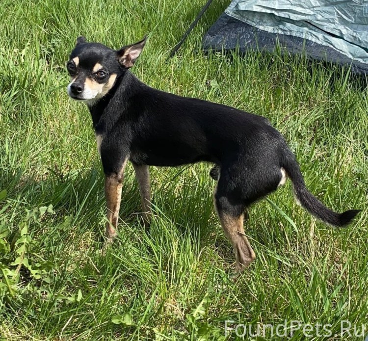 Пинчер терьер карликовый