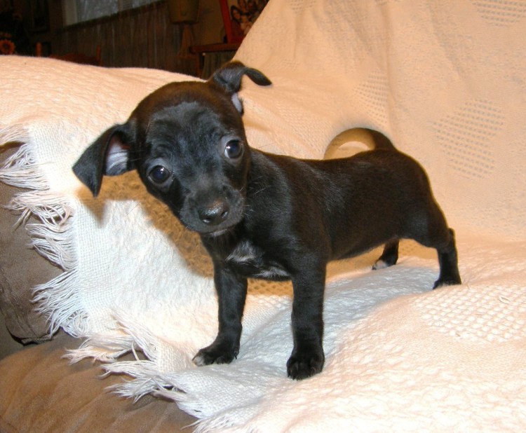 Маленькая черная собачка гладкошерстная