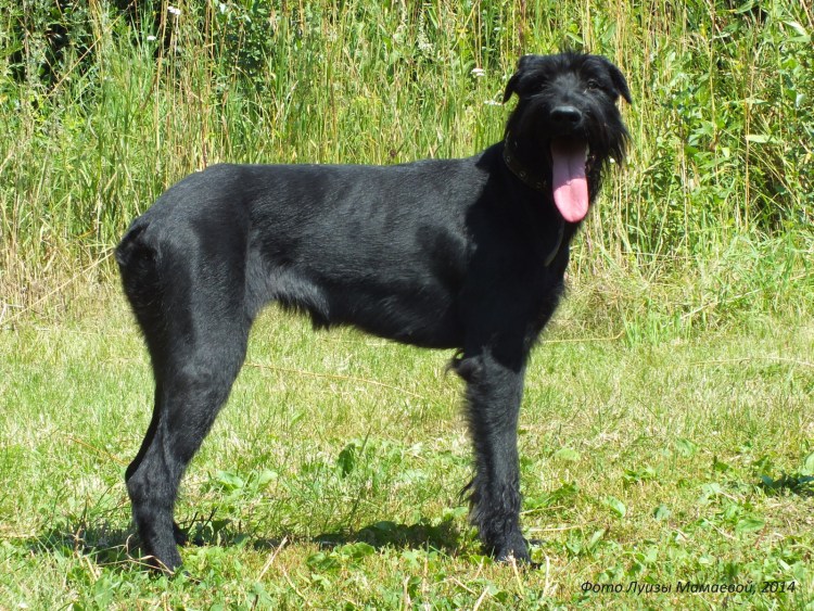 Чихуахуа черный гладкошерстный