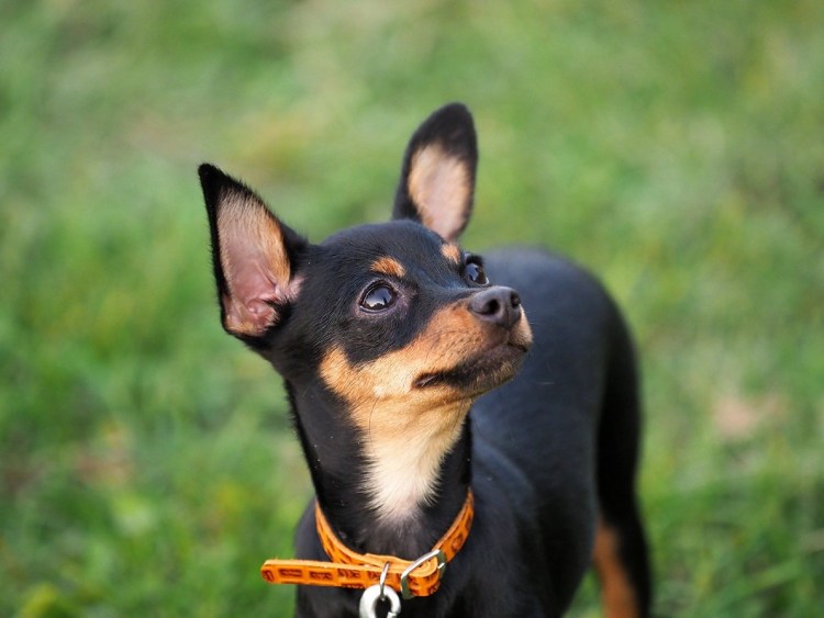 Ягдтерьер черный гладкошерстный