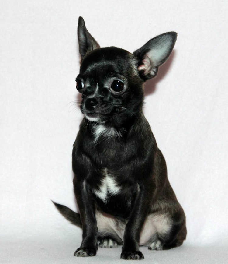 Фокс той терьер белый