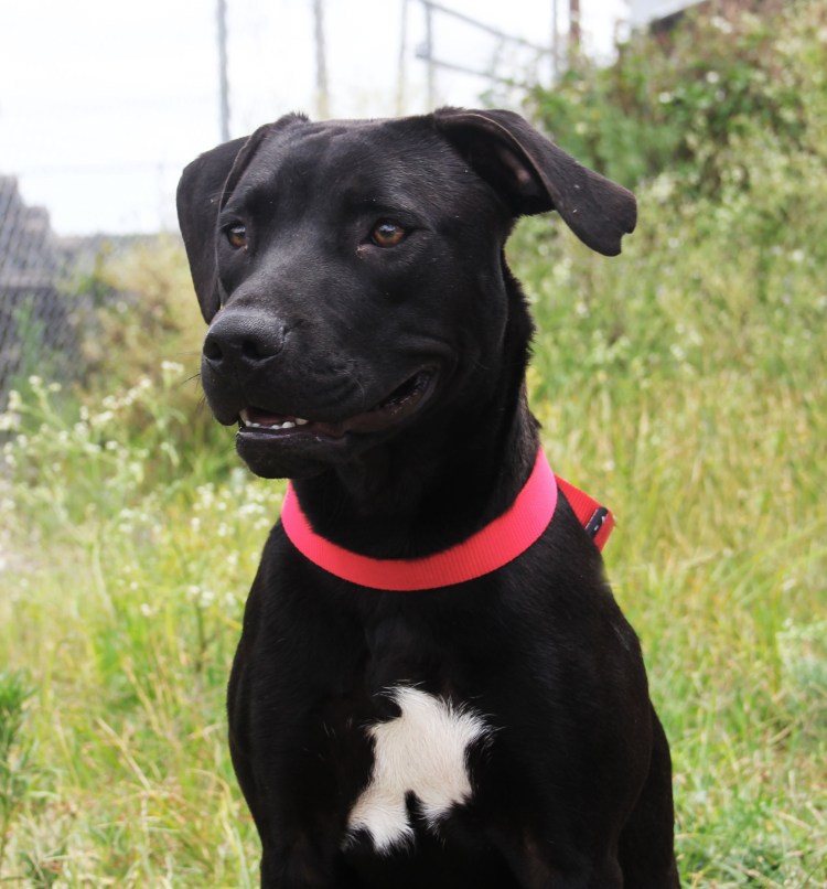 Паттердейл терьер гладкошерстный