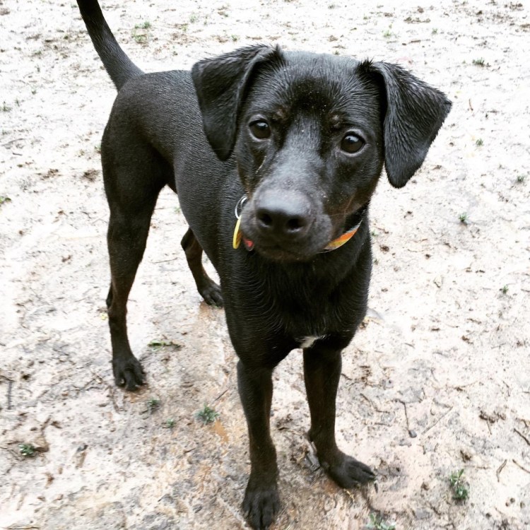 Пинчер терьер карликовый