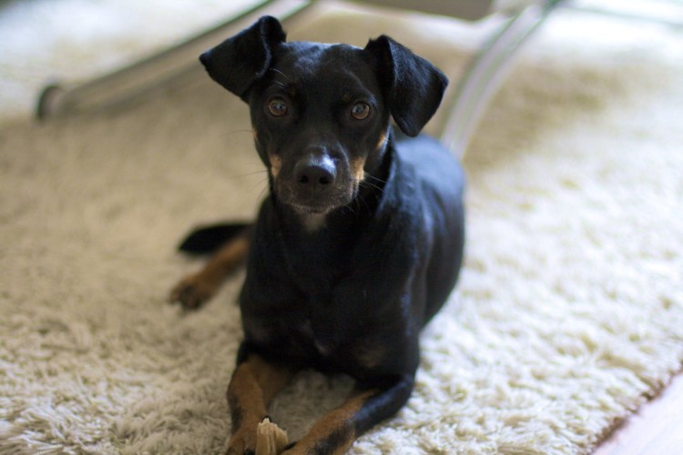 Черная гладкошерстная собака