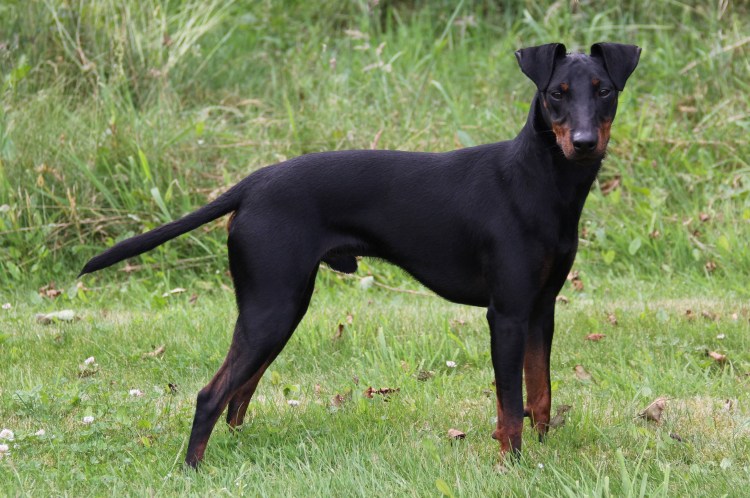 Маленькие породы собак неприхотливые в уходе