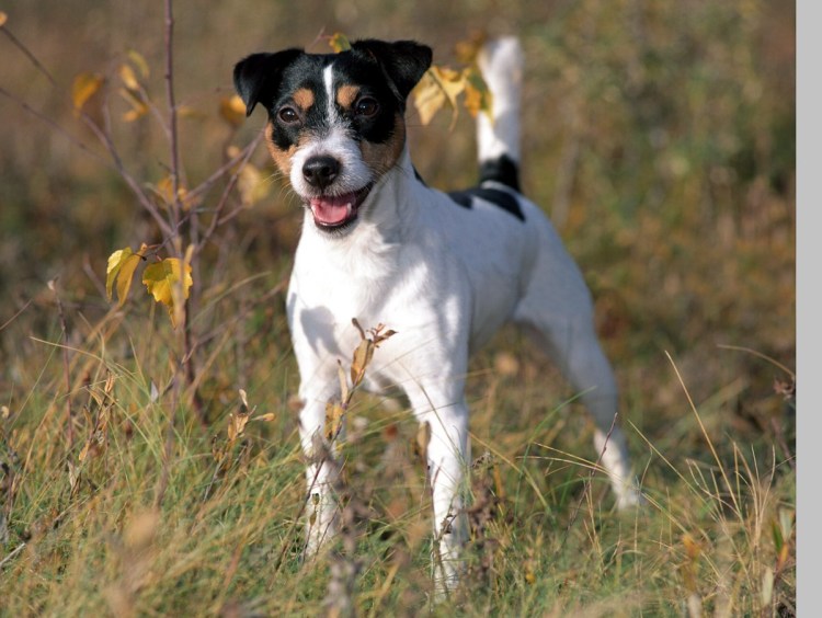 Чихуахуа стандарт черная