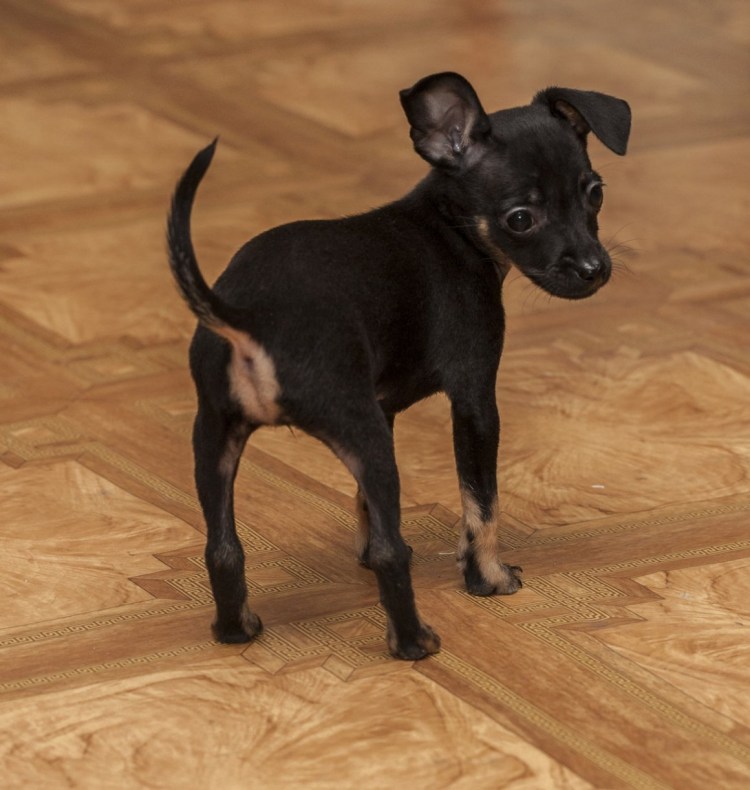 Бельгийская овчарка Малинка черная