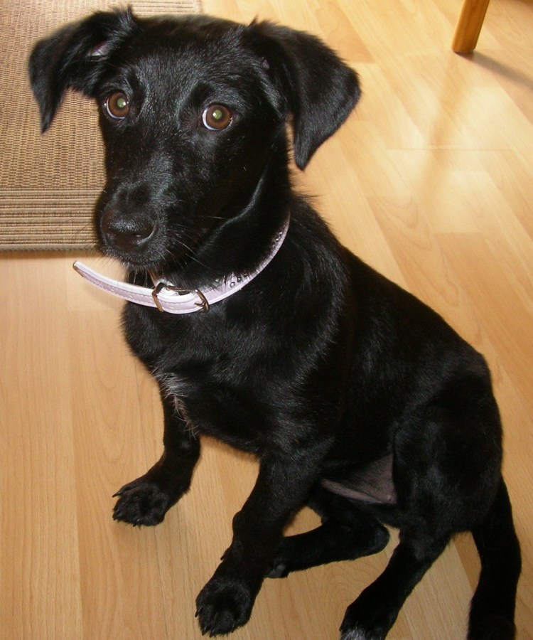 Терьер гладкошерстный черный