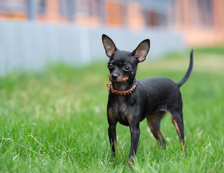 Той терьер черный