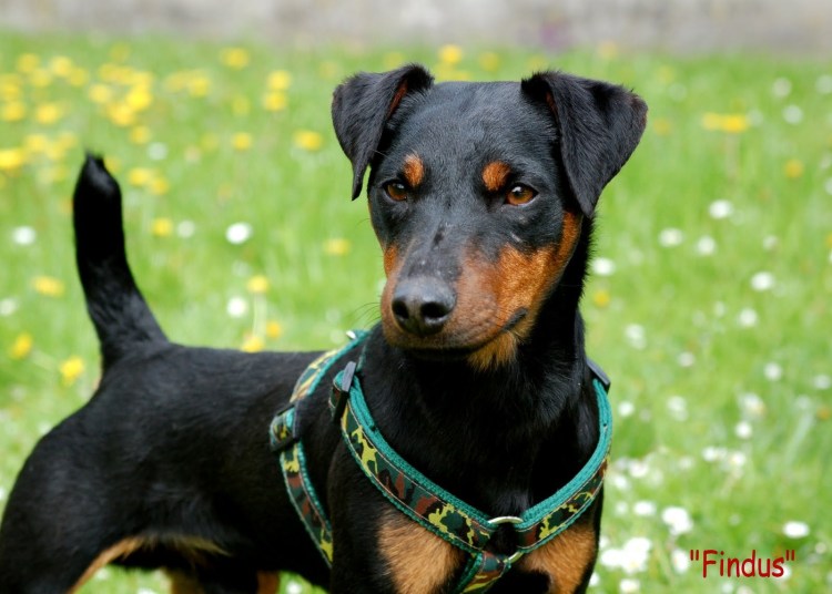 Щенки чихуахуа черный щенок