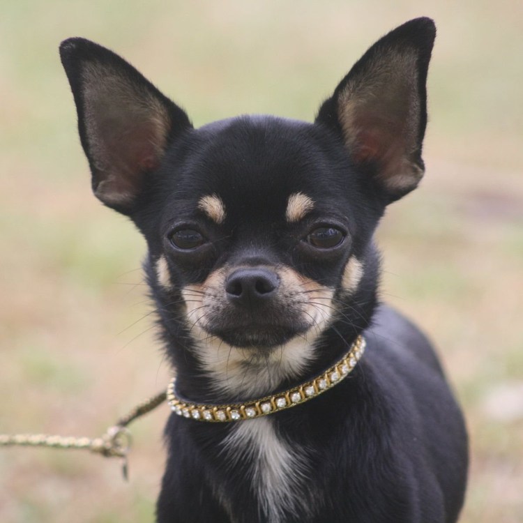 Щенок Ягдтерьер черные