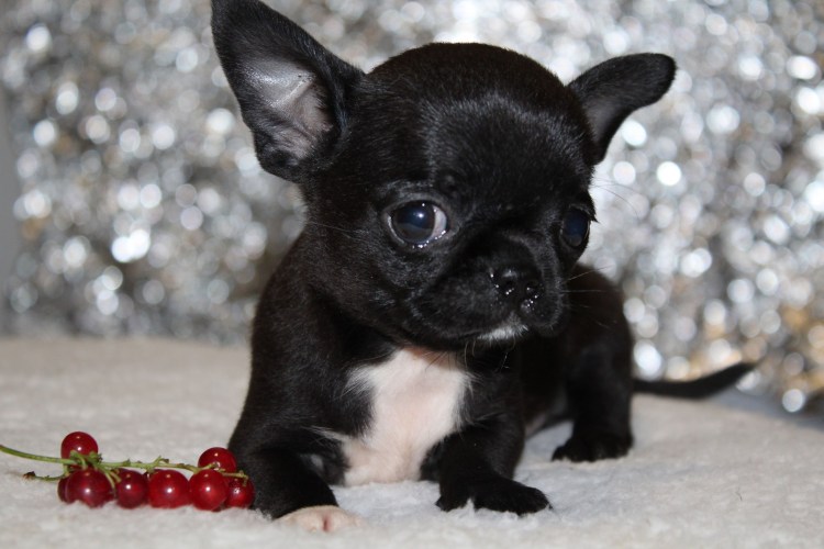 Немецкий Ягдтерьер гладкошерстный