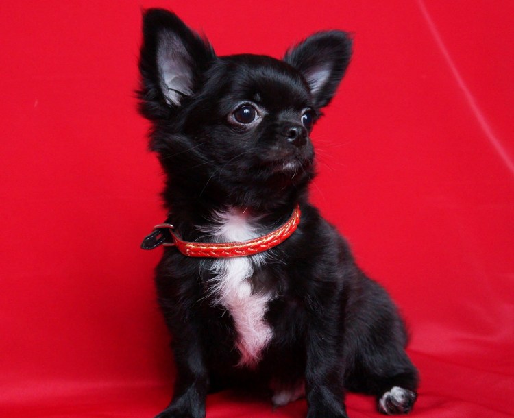 Пражский крысарик