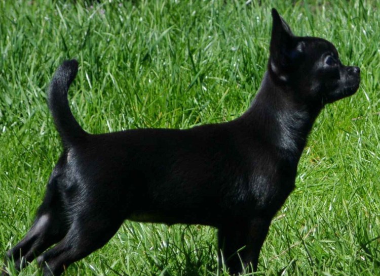 Ягдтерьер гладкошерстный