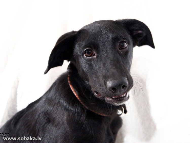 Паттердейл терьер чёрный