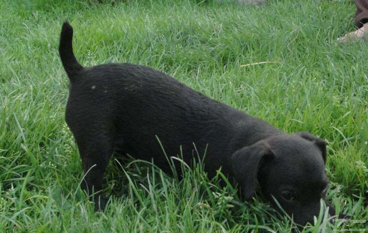 Паттердейл-терьер щенки