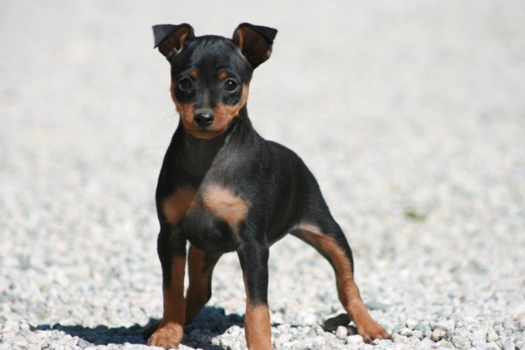 Манчестерский терьер купированный