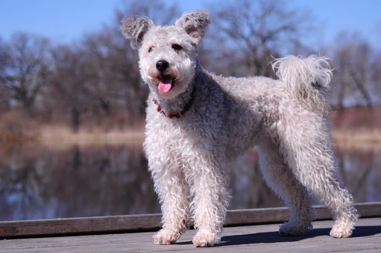 Венгерская пастушья собака Пуми