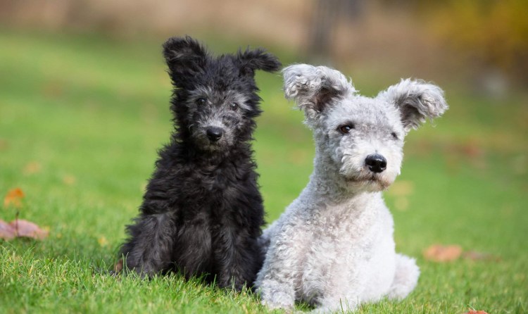 Венгерская пастушья собака Пуми