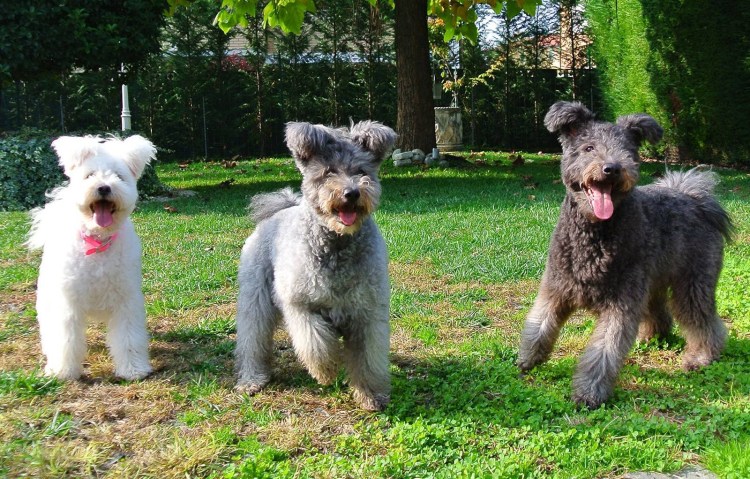 Венгерская овчарка Пуми