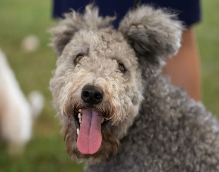 Пуми порода собак