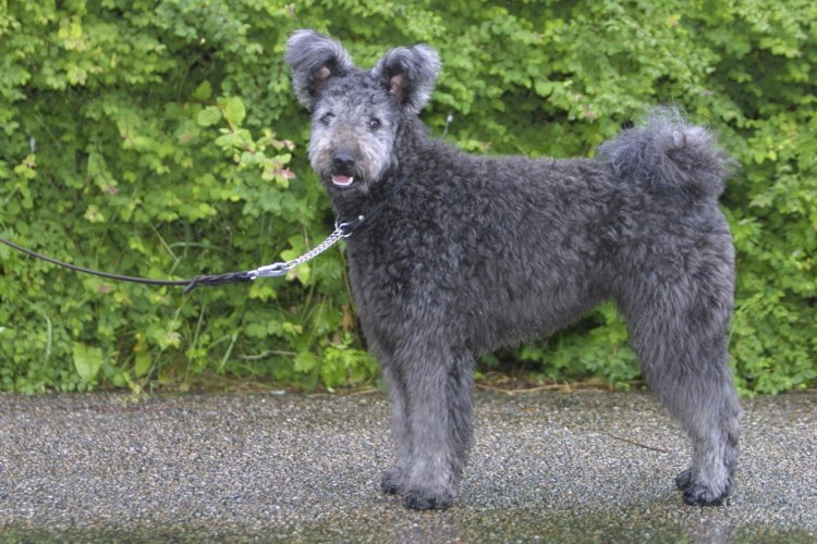 Венгерская порода собак Пуми