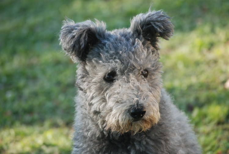 Венгерская овчарка Пуми